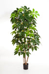 Indrukwekkende grote kunst Schefflera vingerboom van 220 cm met volle groene bladeren voor een luxe botanisch interieur.