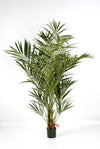 Prachtige grote kunst Kentia palm van 225 cm met fijngeveerde bladeren voor een luxe en luchtig interieur.
