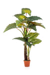 Indrukwekkende kunst Olifanstoor (Colocasia) boom van 200 cm met enorme groene bladeren voor een tropische en botanische luxe sfeer.