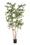Moderne kunst Oriental Black Olive Tree van 210 cm met gelaagde vertakking en verfijnde bladeren voor een luxe Japandi interieur.