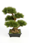 rachtige kunst Pinus Bonsai van 60 cm met een grillige stam en realistische naalden voor een Japandi interieur.