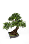 Exclusieve kunst Podocarpus Bonsai van 80 cm met zes etages en een realistische stam voor een zen-interieur.