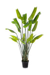 Indrukwekkende grote kunst Strelitzia Traveller Palm van 200 cm met brede bladeren voor een luxe tropische sfeer.