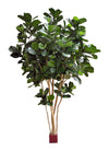 Majestueuze kunst Vioolblad Ficus Grandis van 420 cm hoog op echte houten stammen voor een indrukwekkend en luxe atrium.
